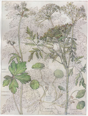 Wood Sanicle, Marsh Pennywort, Common Hemlock